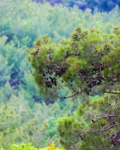 kazdaglari pinhan otel doğa resimler 2
