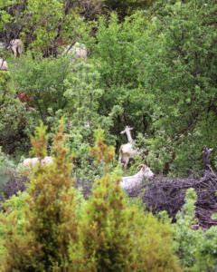 kazdaglari pinhan otel doğa resimler 3