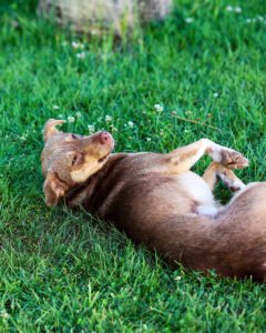 pinhan otel kazdağları doğa fotoğrafları çanakkale 16