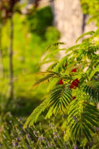 pinhan otel kazdağları habitat otel fotoğrafları çanakkale-11