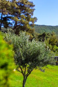 pinhan otel kazdağları habitat otel fotoğrafları çanakkale-13