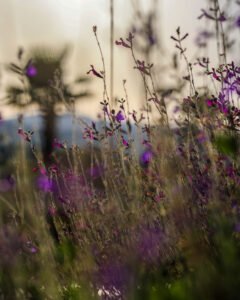 pinhan otel kazdağları habitat otel fotoğrafları çanakkale-4