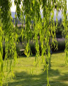 pinhan otel kazdağları habitat otel fotoğrafları çanakkale-5