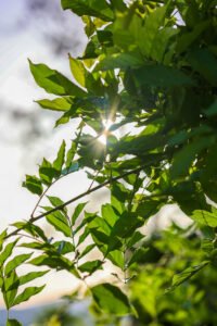 pinhan otel kazdağları habitat otel fotoğrafları çanakkale-6