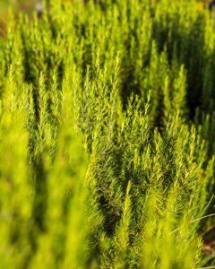 pinhan otel kazdağları habitat otel fotoğrafları çanakkale-8