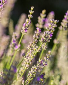 pinhan otel kazdağları habitat otel fotoğrafları çanakkale-9